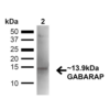 Rabbit Anti-GABARAP Antibody used in Western blot (WB) on Kidney (SPC-620)
