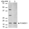 Rabbit Anti-FUNDC1 Antibody used in Western blot (WB) on Liver cell lysates (SPC-638)
