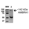 Rabbit Anti-AMBRA1 Antibody used in Western blot (WB) on Brain cell lysates (SPC-644)