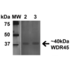 Rabbit Anti-WDR45 Antibody used in Western blot (WB) on Embryonic kidney epithelial cell line (HEK293T) lysate (SPC-651)