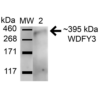 Rabbit Anti-WDFY3 Antibody used in Western blot (WB) on brain (SPC-666)