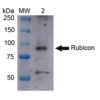 Rabbit Anti-Rubicon Antibody used in Western blot (WB) on Cervical cancer cell line (HeLa) lysate (SPC-668)