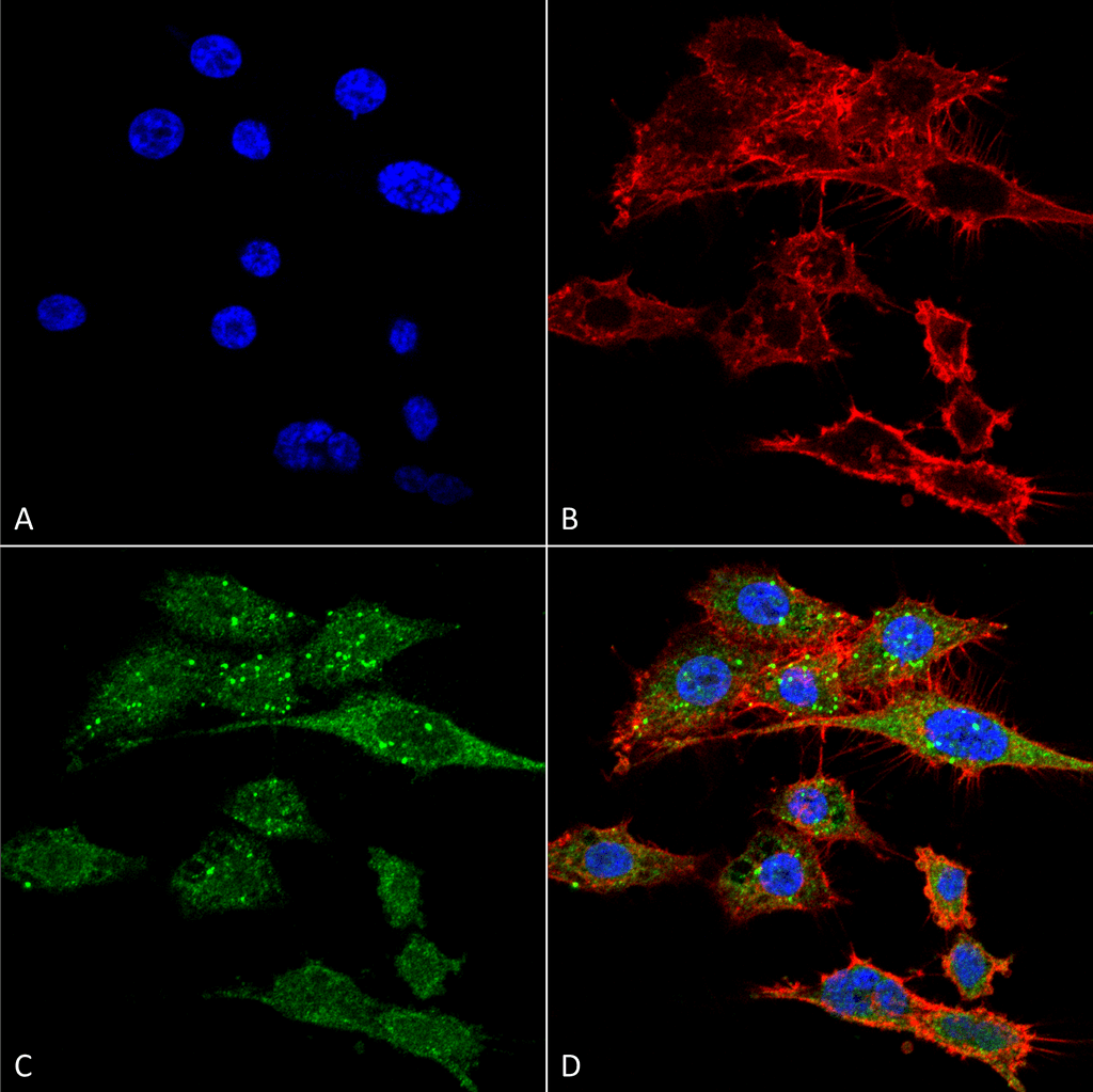 <p>Immunocytochemistry/Immunofluorescence analysis using Rabbit Anti-Rubicon Polyclonal Antibody (SPC-668). Tissue: Colon carcinoma cell line (RKO). Species: Human. Fixation: 4% Formaldehyde for 15 min at RT. Primary Antibody: Rabbit Anti-Rubicon Polyclonal Antibody (SPC-668) at 1:100 for 60 min at RT. Secondary Antibody: Goat Anti-Rabbit ATTO 488 at 1:100 for 60 min at RT. Counterstain: Phalloidin Texas Red F-Actin stain; DAPI (blue) nuclear stain at 1:1000, 1:5000 for 60 min at RT, 5 min at RT. Localization: Late Endosome, Lysosome, Early Endosome . Magnification: 60X. (A) DAPI nuclear stain. (B) Phalloidin Texas Red F-Actin stain. (C) Rubicon Antibody. (D) Composite.</p>
