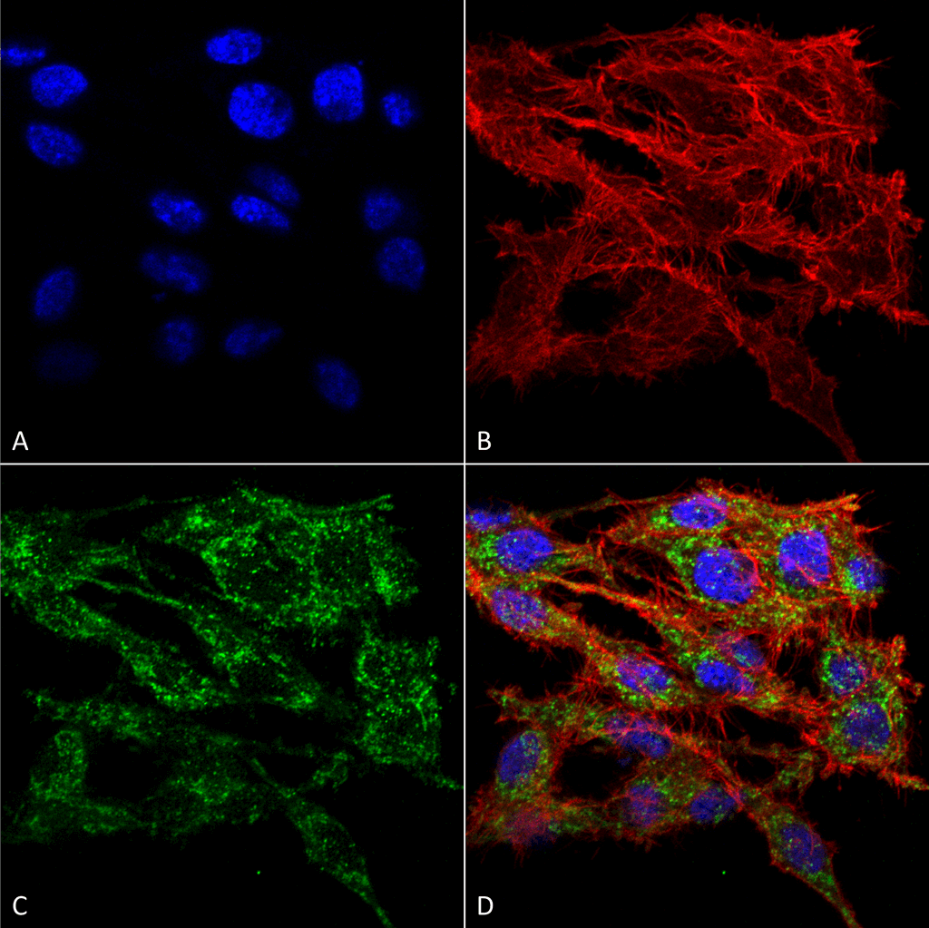 <p>Immunocytochemistry/Immunofluorescence analysis using Rabbit Anti-VMP1 Polyclonal Antibody (SPC-680). Tissue: Colon carcinoma cell line (RKO). Species: Human. Fixation: 4% Formaldehyde for 15 min at RT. Primary Antibody: Rabbit Anti-VMP1 Polyclonal Antibody (SPC-680) at 1:100 for 60 min at RT. Secondary Antibody: Goat Anti-Rabbit ATTO 488 at 1:100 for 60 min at RT. Counterstain: Phalloidin Texas Red F-Actin stain; DAPI (blue) nuclear stain at 1:1000, 1:5000 for 60 min at RT, 5 min at RT. Localization: Endoplasmic Reticulum-Golgi Intermediate Compartment Membrane, Vacuole Membrane. Magnification: 60X. (A) DAPI nuclear stain. (B) Phalloidin Texas Red F-Actin stain. (C) VMP1 Antibody. (D) Composite.</p>
