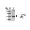 Rabbit Anti-p53 Antibody used in Western blot (WB) on A431 (SPC-682)