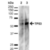 Rabbit Anti-p53 Antibody used in Western blot (WB) on HeLa and HEK293T cell lysates (SPC-682)