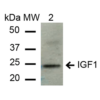 Rabbit Anti-IGF-1 Antibody used in Western blot (WB) on Liver cell lysates (SPC-699)