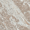 Rabbit Anti-IGF-1 Antibody used in Immunohistochemistry (IHC) on Liver (SPC-699)