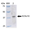 Rabbit Anti-Kir4.1 Antibody used in Western blot (WB) on Liver cell lysates (SPC-700)