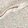 Rabbit Anti-Kir4.1 Antibody used in Immunohistochemistry (IHC) on Kidney (SPC-700)