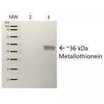 SPC-717-Metallothionein-Antibody-WB-Pseudomonas-aeruginosa-Purified-protein-1.png