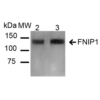 Rabbit Anti-FNIP1 Antibody used in Western blot (WB) on Kidney (SPC-718)