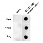 SPC-720_DYKDDDDK-Tag_Antibody_DB__DYKDDDDK-FLAG-Positive-Control-Lysate_1.png