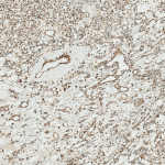 SPC-723_TCF4_Antibody_IHC_Human_Kidney_10X_1.png