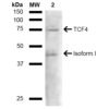 Rabbit Anti-TCF4 Antibody used in Western blot (WB) on liver lysate (SPC-723)