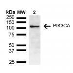 SPC-741_PIK3CA_Antibody_WB_Mouse_brain-lysate_1.png