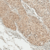 Rabbit Anti-Alpha Synuclein Antibody (pSer129) used in Immunohistochemistry (IHC) on Brain (SPC-742)