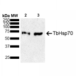 SPC-747_TbHsp70_Antibody_WB_Trypanosoma-brucei-brucei_cells_1.png