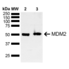 Rabbit Anti-MDM2 Antibody used in Western blot (WB) on Brain  (SPC-778)