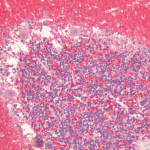 SPC-800_Alpha-Synuclein_Antibody_IHC_Human_Cerebellum_1.png