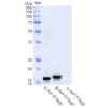 Rabbit Anti-Alpha Synuclein Antibody used in Western blot (WB) on Recombinant Protein (SPC-800)