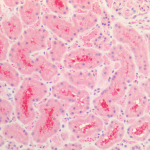 SPC-801_Tau_Antibody_IHC_Human_Kidney_1.png