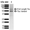 Rabbit Anti-Tau Antibody   used in Western blot (WB) on SH-SY5Y cell lysate (SPC-801)