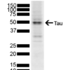 Rabbit Anti-Tau Antibody used in Western blot (WB) on SH-SY5Y cell lysate (SPC-802)