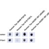 Rabbit Anti-Tau Antibody used in Dot blot (DB) on Recombinant Tau Monomers and Fibrils (SPC-806)