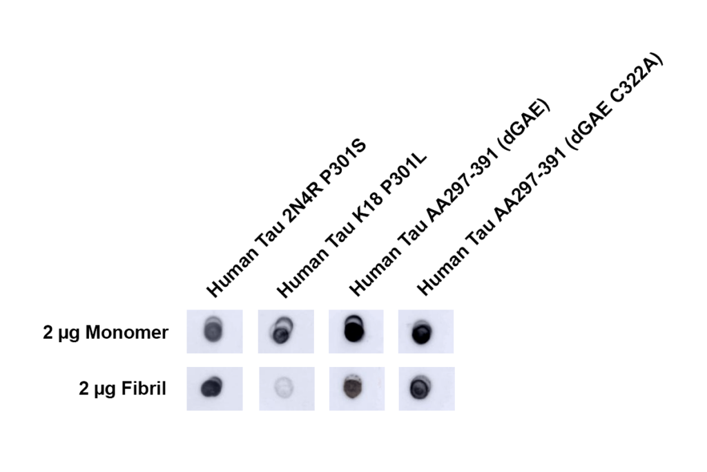 <p>Dot blot analysis using Rabbit Anti-Tau Polyclonal Antibody (SPC-806). Tissue: Recombinant Tau Monomers and Fibrils. Species: Human. Primary Antibody: Rabbit Anti-Tau Polyclonal Antibody (SPC-806) at 1:1000 for 2 hours at RT with shaking. Secondary Antibody: Goat anti-rabbit IgG:HRP at 1:4000 for 1 hour at RT with shaking.</p>
