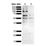 SPC-806_Tau_Antibody_WB_Mouse-Rat_Brain_1.png