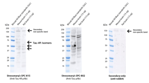 Rabbit Anti-Tau 4R Antibody used in Western blot (WB) on Mouse, Rat (SPC-815)