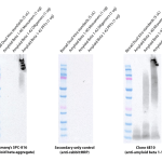 SPC-816_Amyloid-Beta-Aggregate_Antibody_WB_Human_Recombinant-Protein_1.png