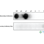 SPC-927_BRSK1-pThr189_Antibody_SPOT_1.png