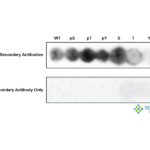 SPC-929_BubR1-pSer670_Antibody_SPOT_1.png