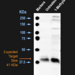 SPC-939_CDK10-pThr196_Antibody_WB_Seastar_Oocytes_1.png