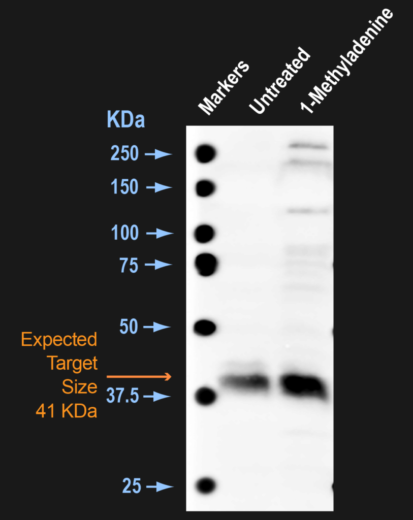 <p>Western blot analysis of Seastar Oocytes showing detection of ~41kDa CDK10 (pThr196) protein using Rabbit Anti-CDK10 (pThr196) Polyclonal Antibody (SPC-939). Lane 1: MW Markers. Lane 2: Untreated. Lane 3: 1-Methyladenine. Load: 25ug cytosolic cell lysates. Primary Antibody: Rabbit Anti-CDK10 (pThr196) Polyclonal Antibody (SPC-939) at 1:2000 for 16 hours at 4°C. Secondary Antibody: Goat Anti-Rabbit IgG: HRP. Color Development: ECL. Predicted/Observed Size: ~41kDa.</p>

