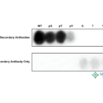 SPC-994_MAP4K4-pThr187_Antibody_SPOT_1.png