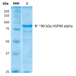 SPR-101_HSP90-Alpha-Protein-SDS-Page-2.png