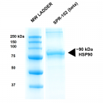 SPR-102_HSP90-Beta-Protein-SDS-Page-2.png