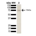 SPR-103_HSP70_Protein_SDS-Page.png