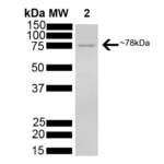 SPR-107_GRP78_Protein_SDS-Page.png