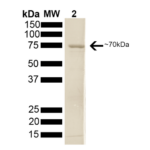 SPR-108_HSP70_Protein_SDS-Page.png