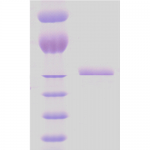 SPR-116_HSP65_Protein_SDS-Page.png