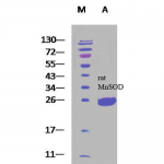 SPR-130_SOD-Mn_Protein_SDS-Page.png
