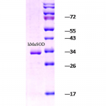 SPR-131_SOD-Mn_Protein_SDS-Page.png
