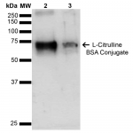 SPR-200_L-Citrulline-BSA-Conjugate-Protein-Western-Blot-1.png