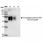 SPR-201_N-Acetylglucosamine-BSA-Glycoconjugate-Protein-Western-Blot-1.png