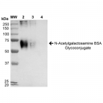 SPR-202_N-Acetylgalactosamine-BSA-Glycoconjugate-Protein-Western-Blot-1.png
