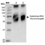 SPR-203_Galactose-BSA-Glycoconjugate-Protein-Western-Blot-1.png